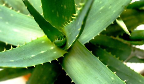 Biljka Aloe Vera, Aloe vera, aloja, aloin, kraljica lekovitih biljaka, nega, lekovito