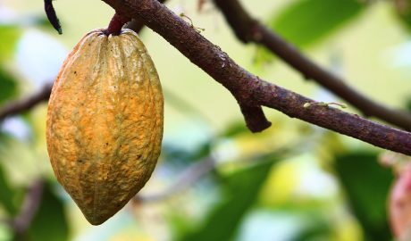 Kakao plod, Hrana bogova zdravi uz sirovi kakao