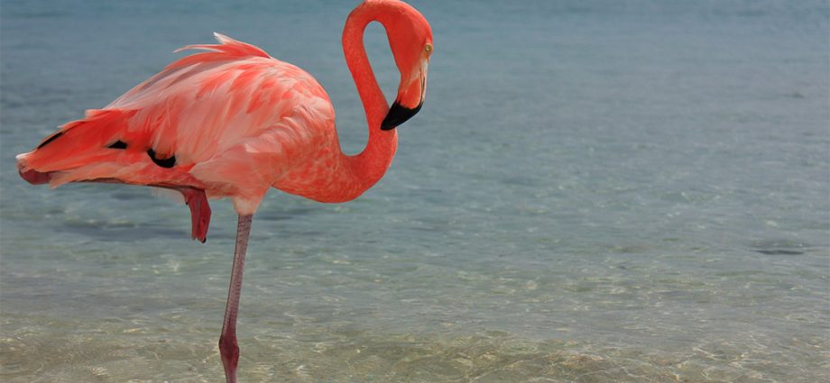 Flamingo vežba, balans, koncentracija, jačanje tela, jačanje uma, vežbanje, kockice života, kockice zivota