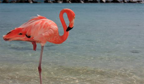 Flamingo vežba, balans, koncentracija, jačanje tela, jačanje uma, vežbanje, kockice života, kockice zivota